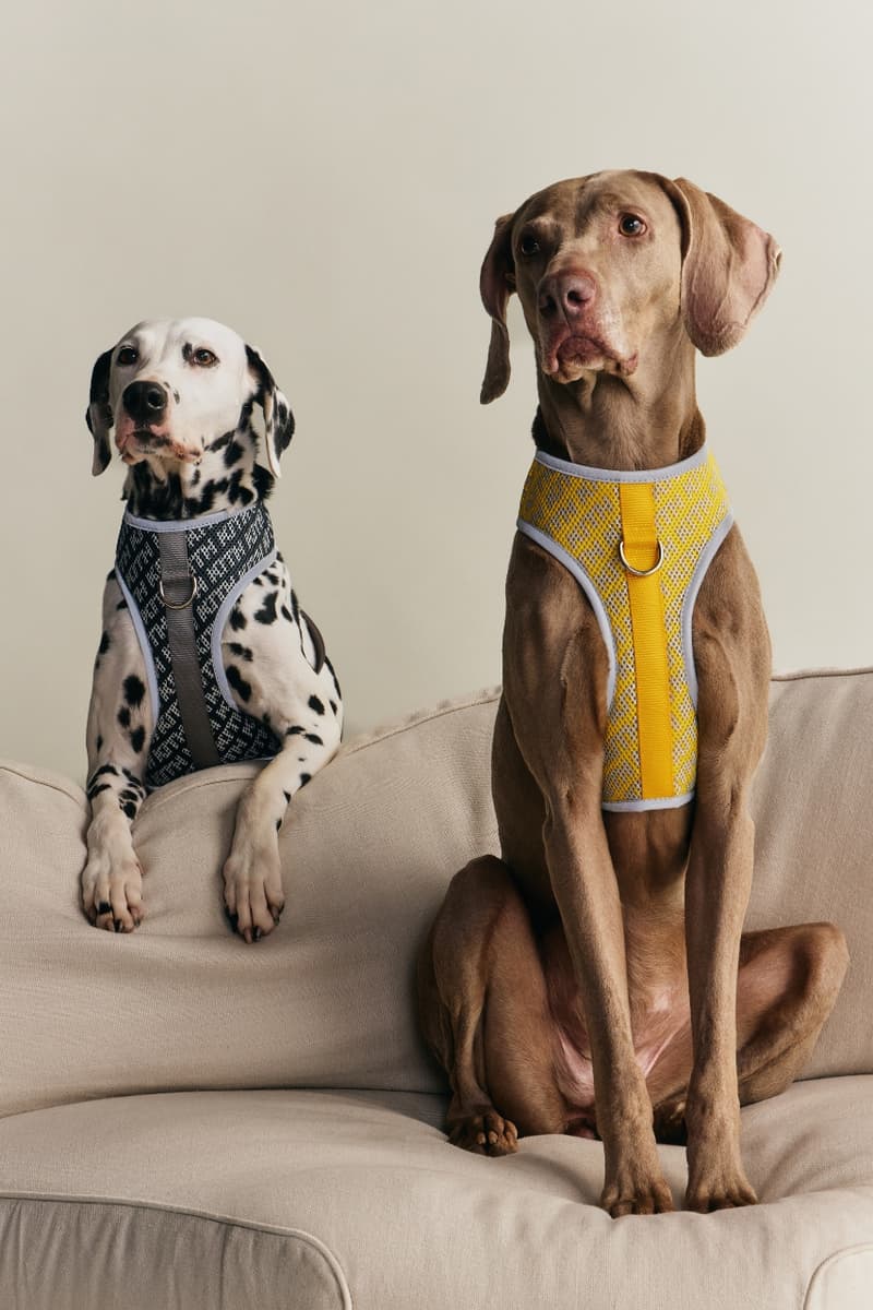 kith, dogs, pets, animals, clothes, fashion, wagwear, collaborations, campaigns
