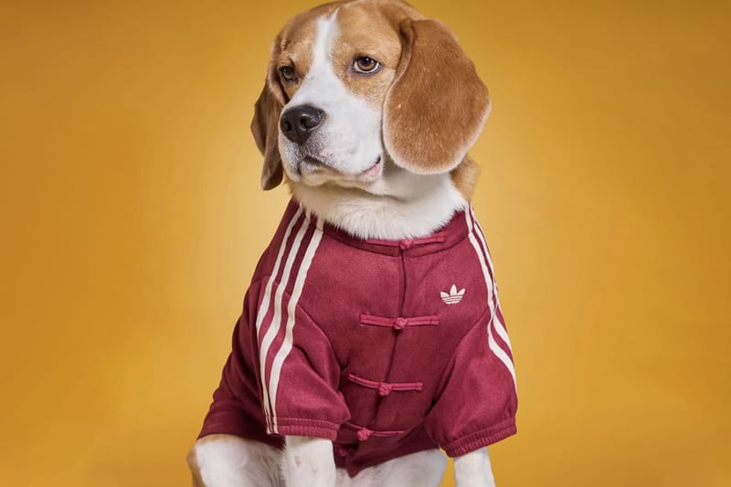 adidas leva sua jaqueta esportiva viral em estilo chinês para a nova coleção Pets