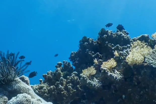 Google Maps 開始推出全新海底街景！