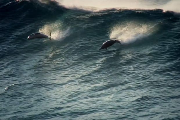 致力保護海洋生態 TWOTHIRDS 打造 2012 年秋冬系列概念視頻