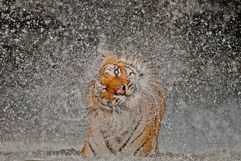 National Geographic’s 2012 Photos of the Year 國家地理雜誌攝影大賽得獎照片