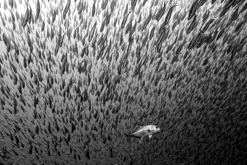 National Geographic’s 2012 Photos of the Year 國家地理雜誌攝影大賽得獎照片