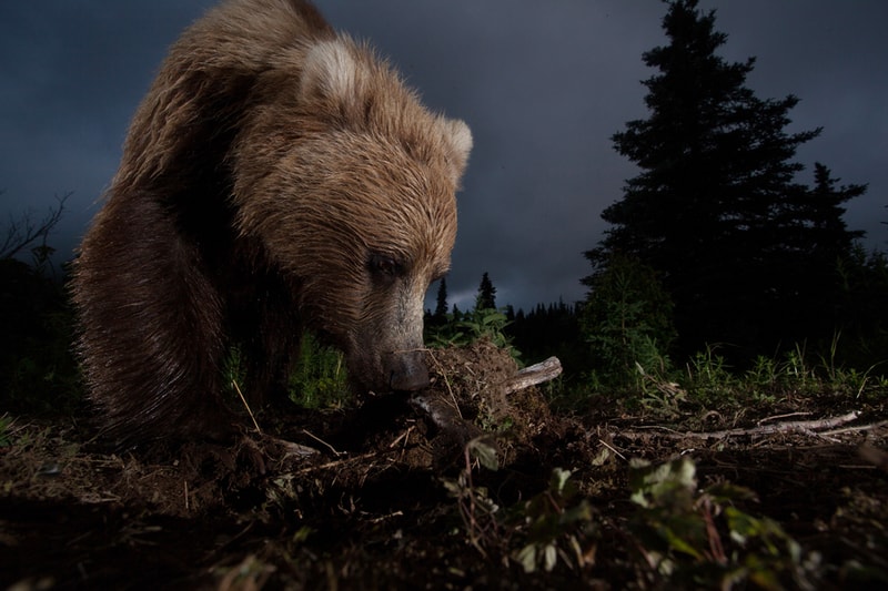National Geographic’s 2012 Photos of the Year 國家地理雜誌攝影大賽得獎照片