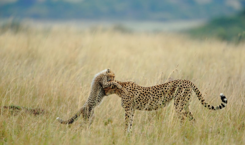 National Geographic’s 2012 Photos of the Year 國家地理雜誌攝影大賽得獎照片