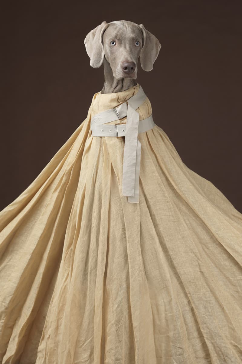 William Wegman 爲 Acne Studios 打造 “Hat Dogs” 造型特輯