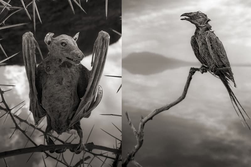 坦桑尼亞納特龍湖邊發現石化動物