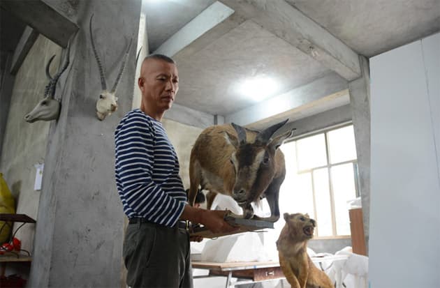 中國當代藝術家蔡國強「歸去來兮」個人展覽 @ Queensland Art Gallery