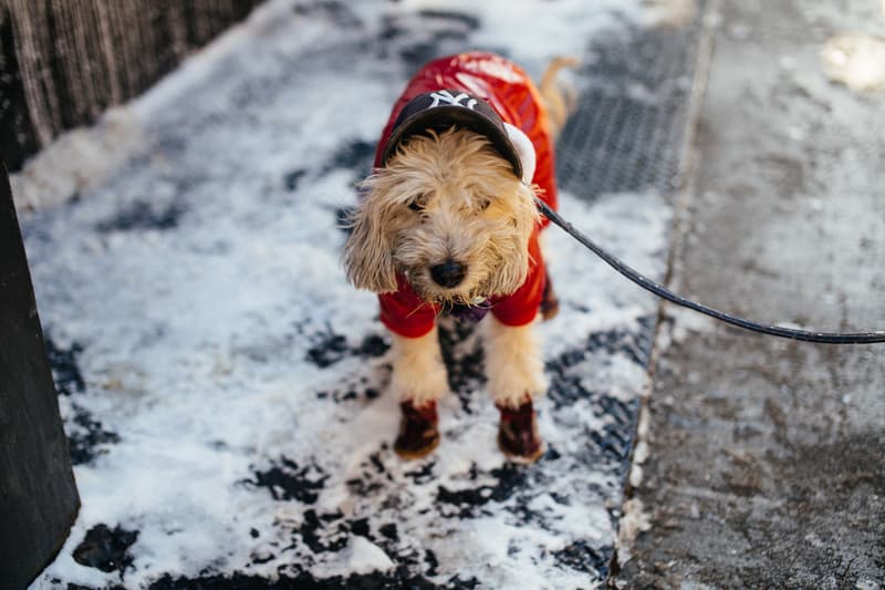 #OnFeet：Agenda New York 2014 球鞋街拍
