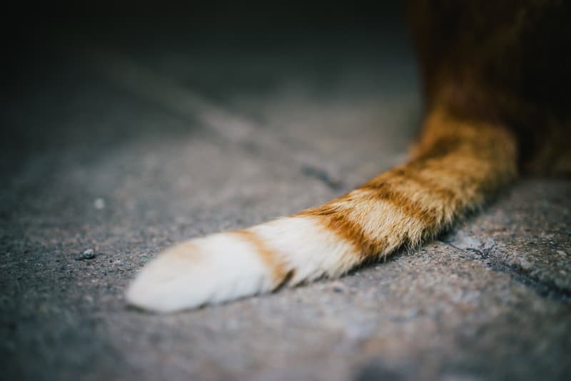 The Review: Sony Alpha a7R 相機深度測試評析