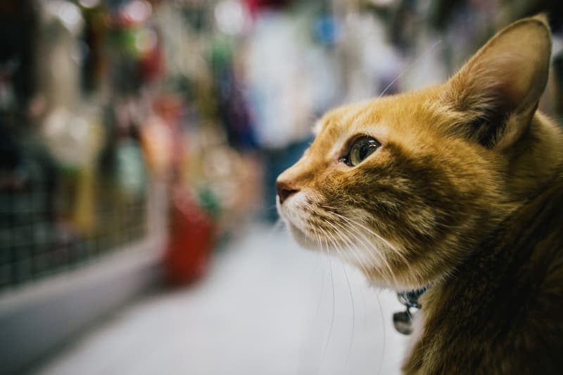 The Review: Sony Alpha a7R 相機深度測試評析