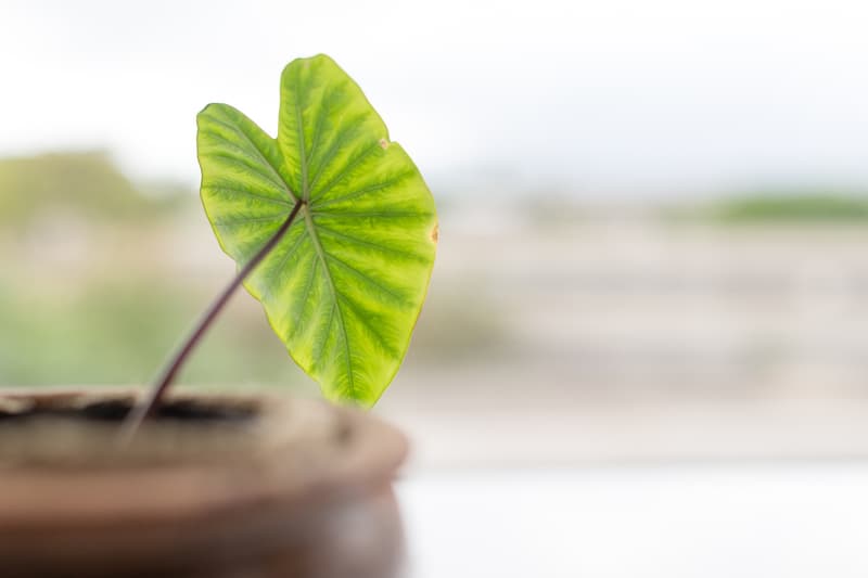 HYPEBEAST Spaces: 夏威夷航空公司總部