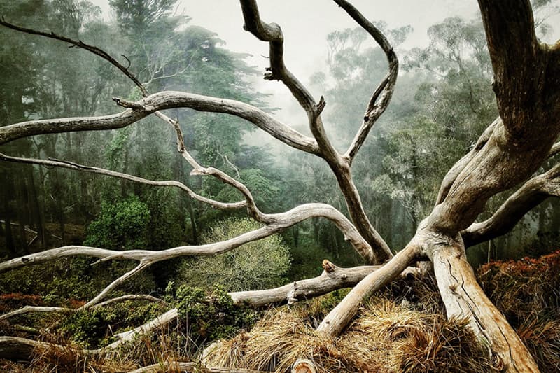 2014 年度 iPhone 攝影獎公佈