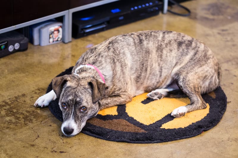 HYPEBEAST Spaces: 街頭店鋪 3peat.LA