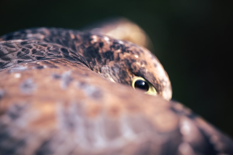 Patagonia 推出《Birds of Prey》書籍