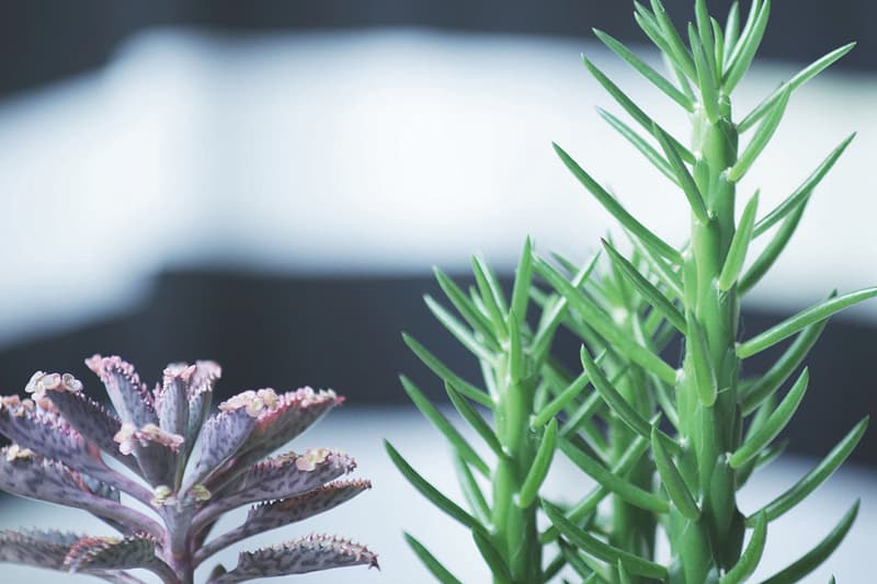 Upstairs 2014 夏季系列