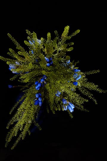 Sarah Illenberger 藝術創作「Flowerwork」