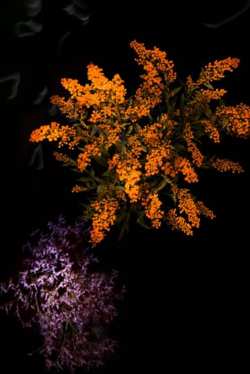 Sarah Illenberger 藝術創作「Flowerwork」