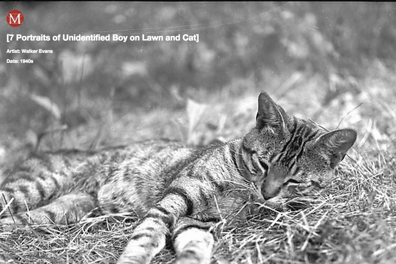 Meow Met  - 無料引貓入 Chrome 