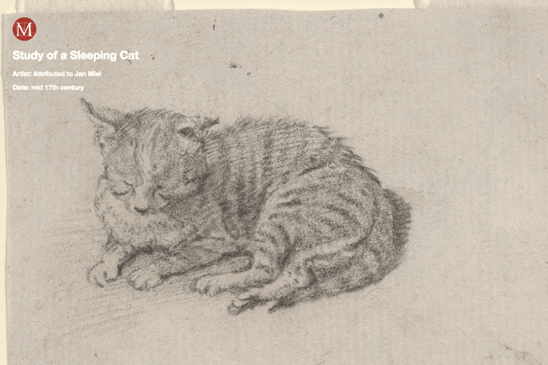 Meow Met  - 無料引貓入 Chrome 