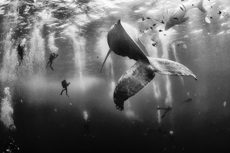 《Whale Whisperers》榮獲 2015《國家地理旅行者》攝影大賽一等獎