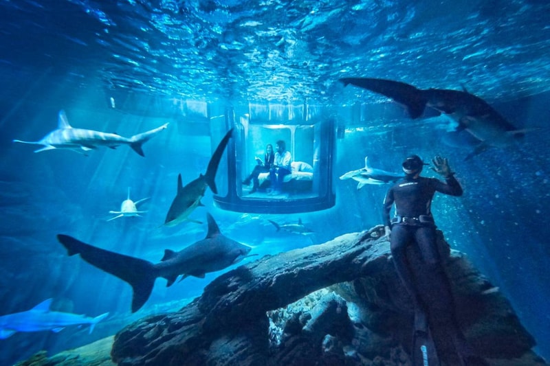 Airbnb 於水族館鯊魚區內設立客房