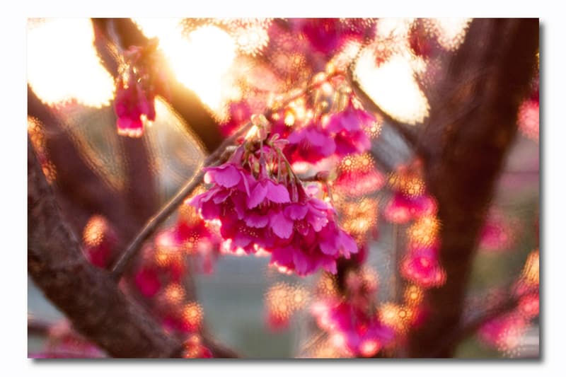 lomography daguerreotype achromat art lens