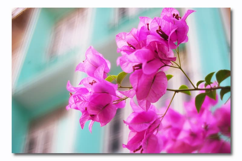 lomography daguerreotype achromat art lens