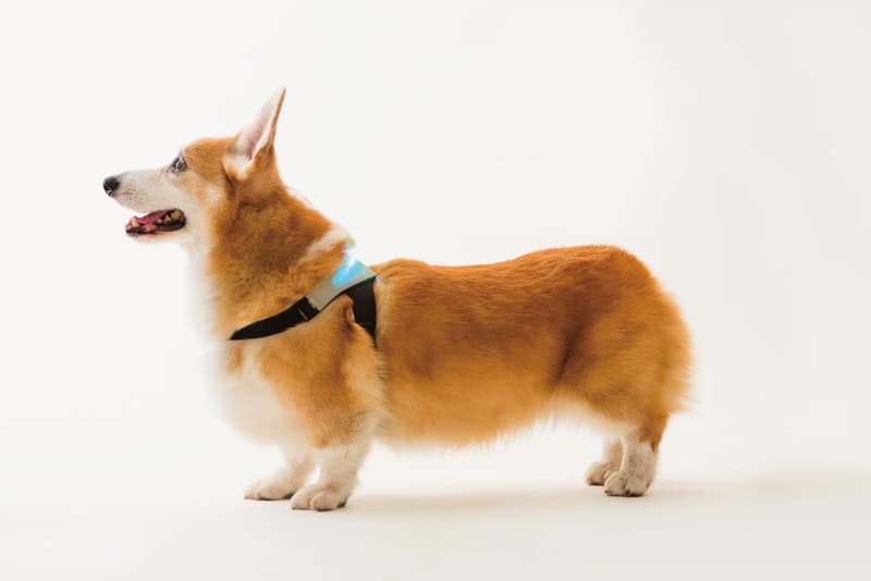 愛犬之人務必留意－INUPATHY 犬隻精神狀態顯示裝置