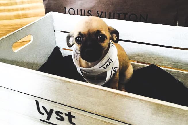 lyst dog accessories marketing