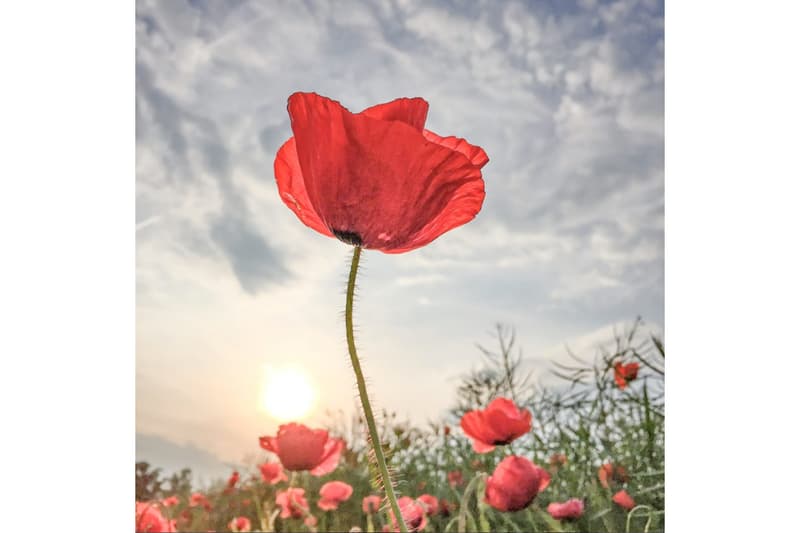 2016 iPhone Photography Award Winners