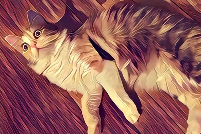 Prisma app photo download
