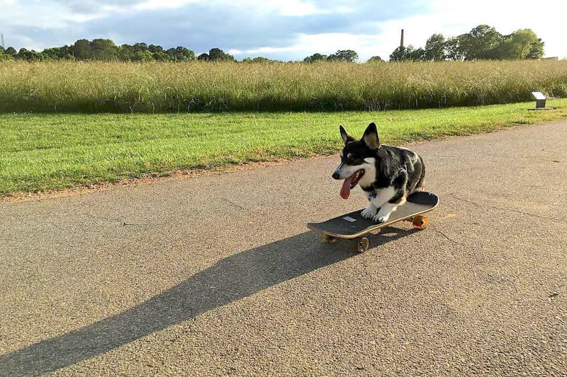 Five Skateboarding Dogs of Instagram You Need to Know