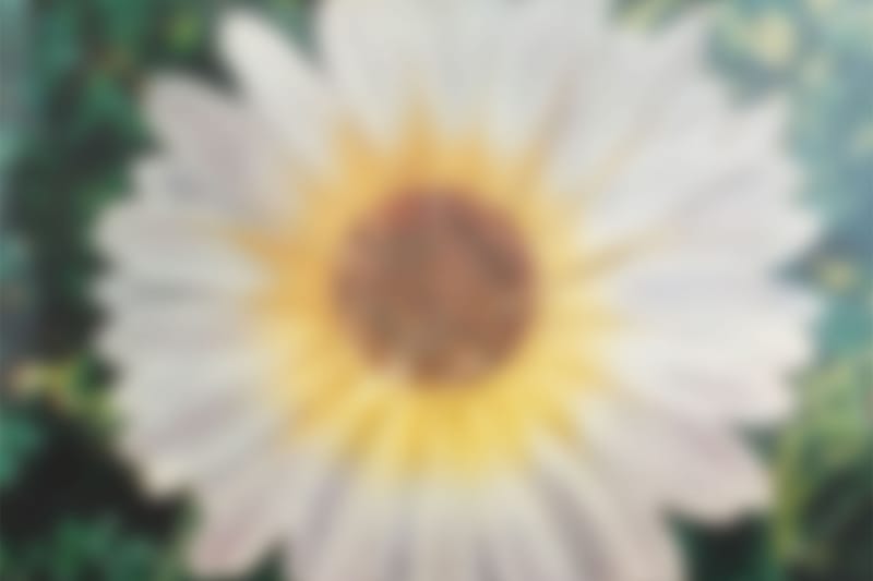 藤原浩提前預告「FLOWER HUDDLE 2」花卉主題藝術展