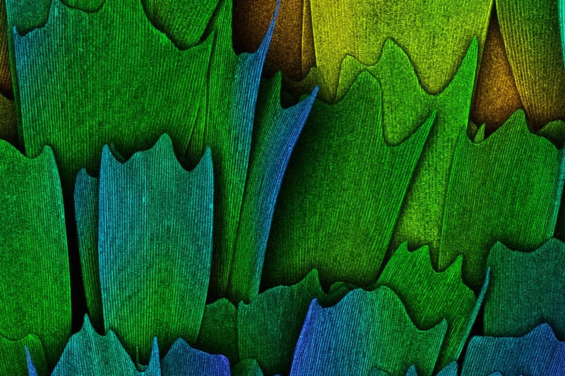 Nikon Small World 比賽