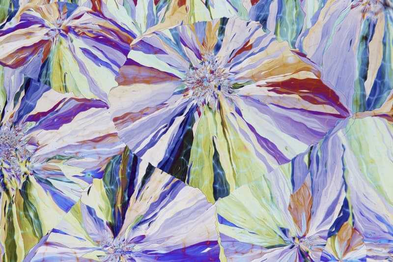 Nikon Small World 比賽