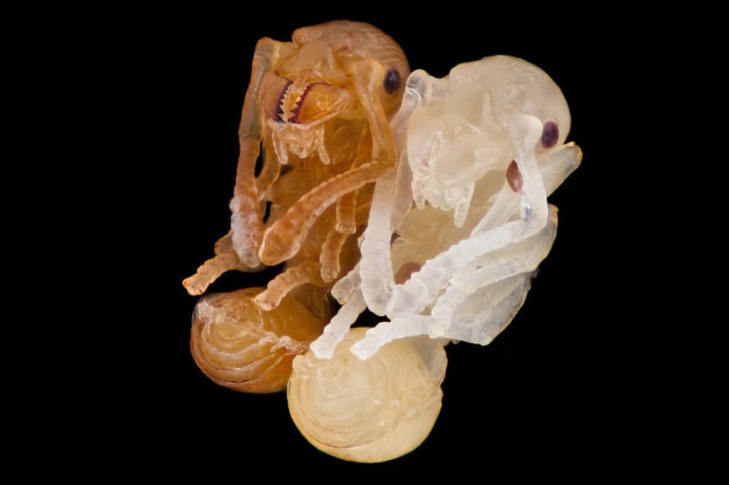 Nikon Small World 比賽