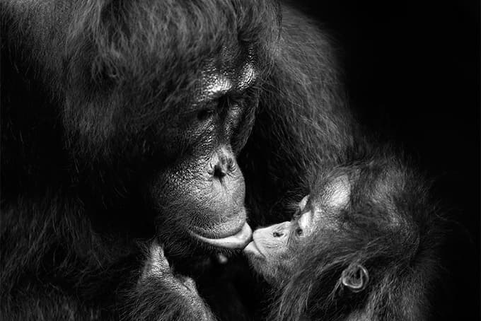 大師過招！「KYOTOGRAPHIE 京都國際寫真祭 2017」開催