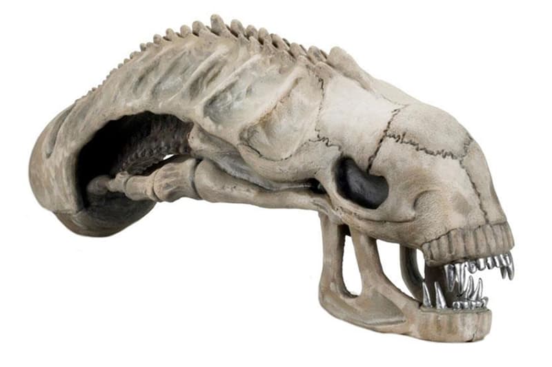 Alien 迷的終極擺設－雕塑級 Xenomorph 異形頭骨