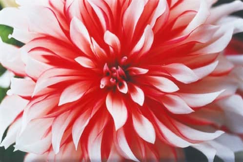 蜷川實花最新個展「earthly flowers, heavenly colors」東京開催