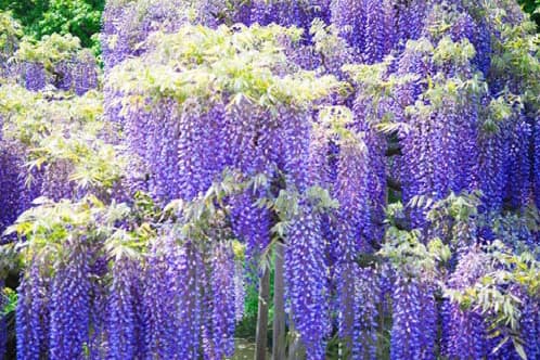 蜷川實花最新個展「earthly flowers, heavenly colors」東京開催