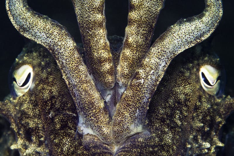 2017 年度「Underwater Photographer of the Year」水底攝影獲獎作品公佈