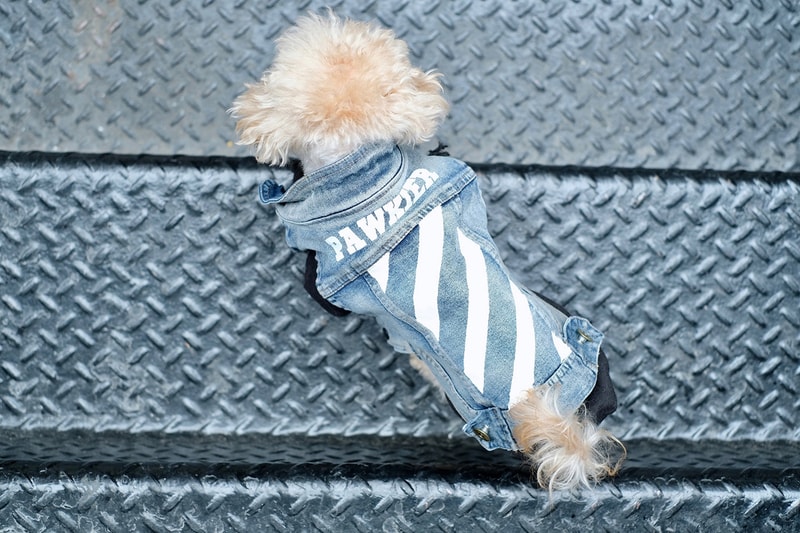 為愛犬換上街頭裝備－Pawkier 寵物街服期間限定店開催