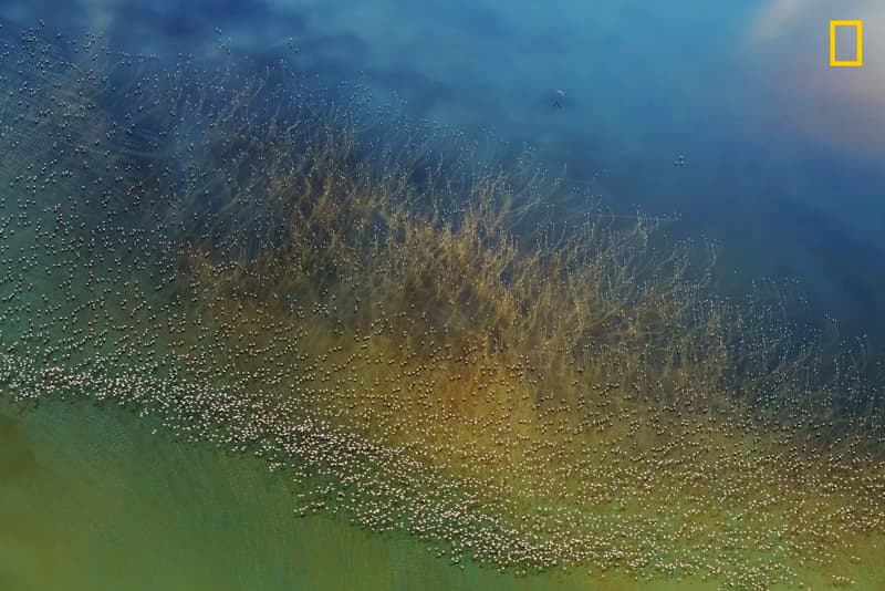 《National Geographic》發佈 2018 年度最佳攝影作品