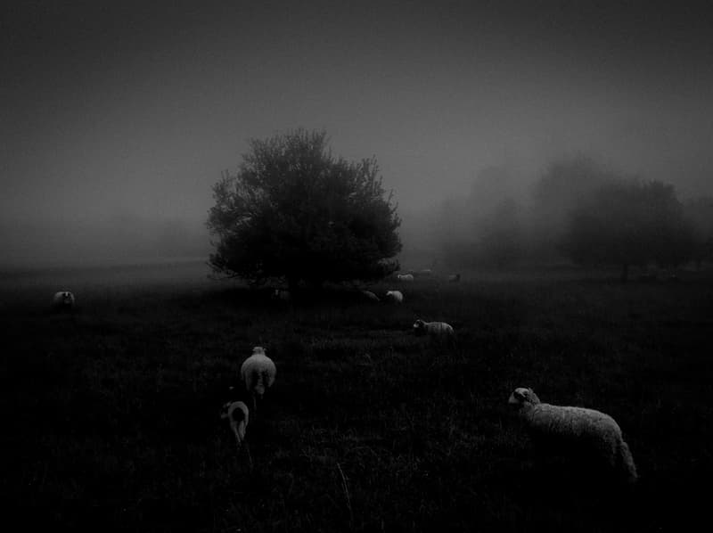 2018 年 iPhone 攝影大賽得獎名單與作品正式揭曉