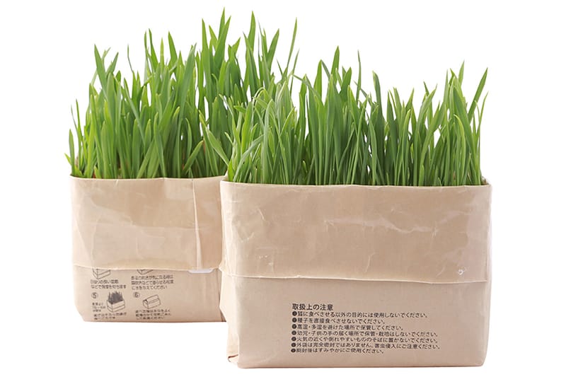 貓奴必備！MUJI 推出 DIY 貓草
