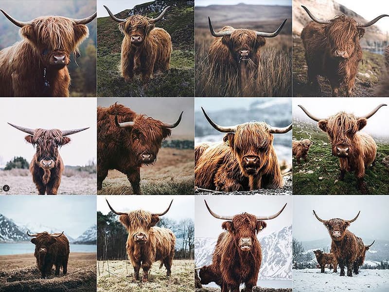 Insta_Repeat 為你綜合風格一樣的 Instagram 圖片