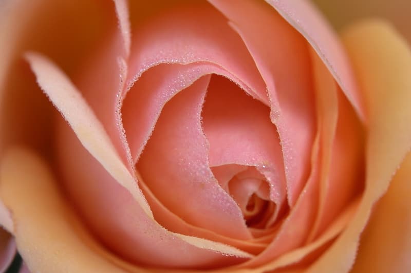 微距王者－Leica 發佈 Elpro 52 高品質近攝鏡頭