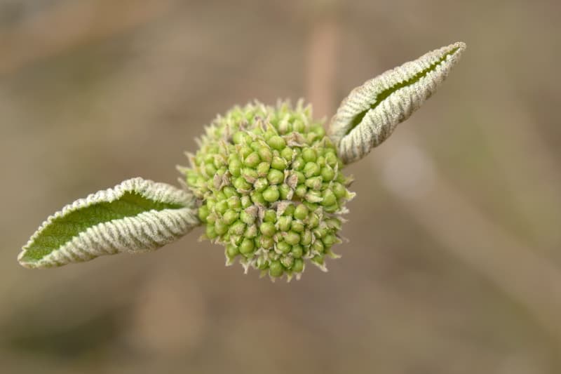 微距王者－Leica 發佈 Elpro 52 高品質近攝鏡頭