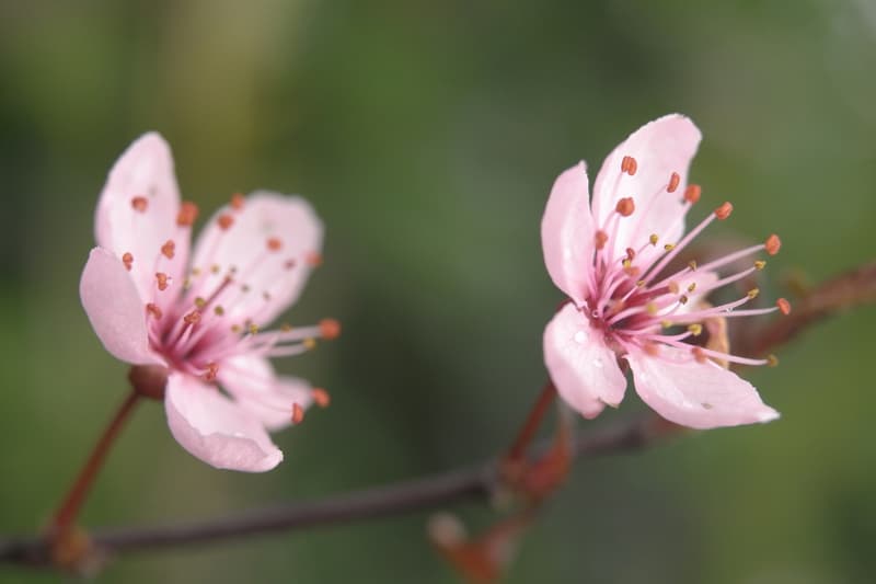 微距王者－Leica 發佈 Elpro 52 高品質近攝鏡頭