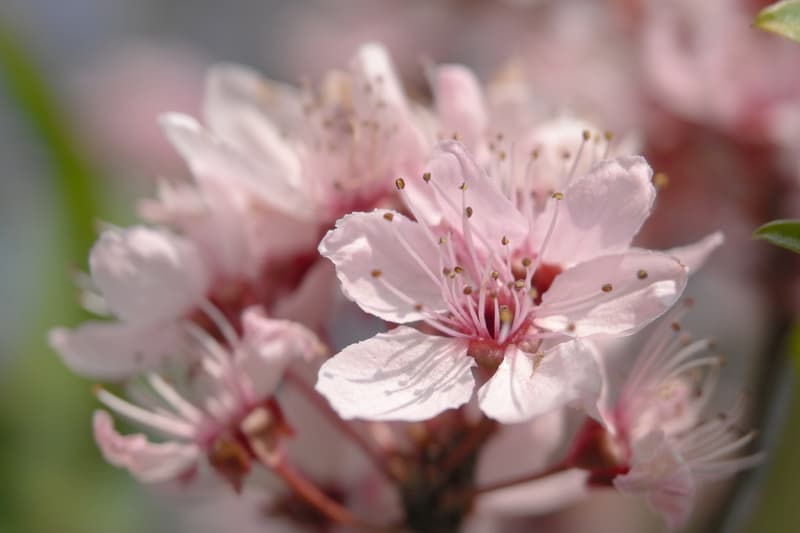 微距王者－Leica 發佈 Elpro 52 高品質近攝鏡頭